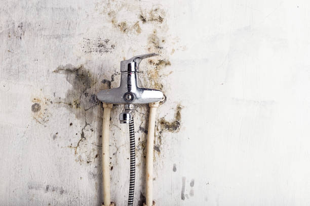 Best Same-Day Mold Removal  in Sellersburg, IN
