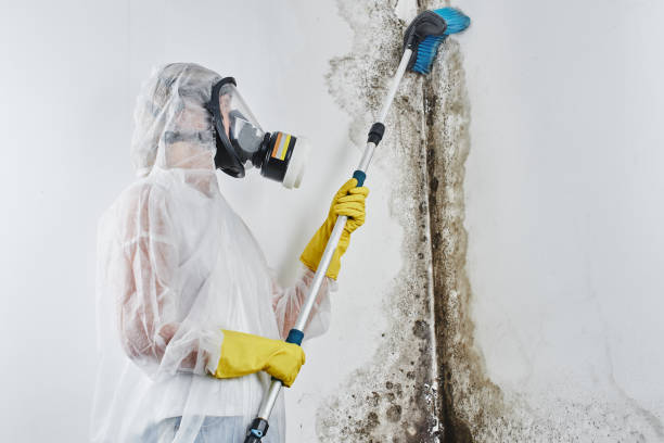 Best Mold Remediation  in Sellersburg, IN