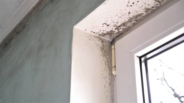 Crawl Space Mold Removal in Sellersburg, IN