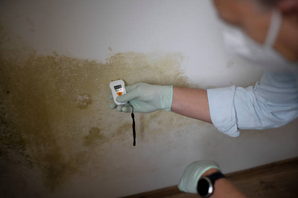 Best Fast Mold Removal  in Sellersburg, IN