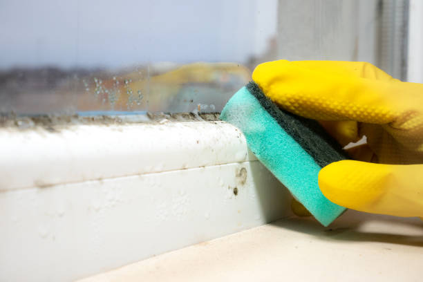 Best Professional Mold Removal  in Sellersburg, IN