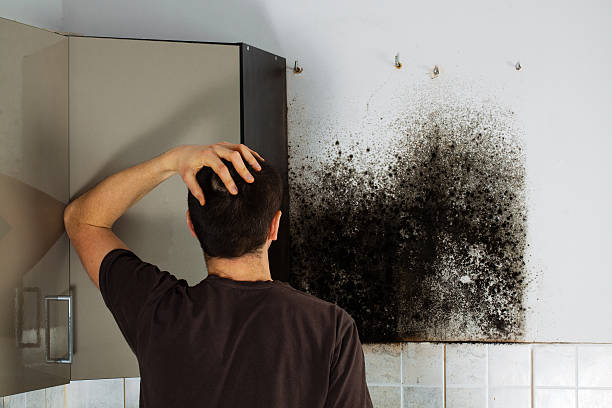 Professional Mold Removal in Sellersburg, IN