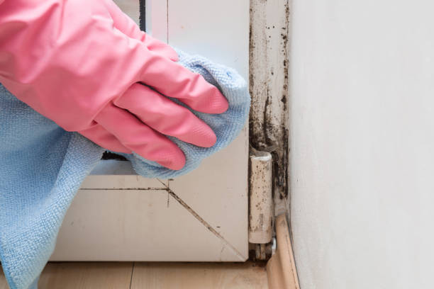 Best Mold Damage Repair  in Sellersburg, IN