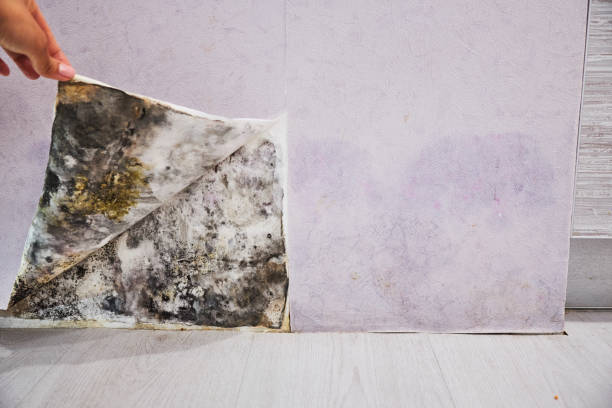 Best Commercial Mold Removal  in Sellersburg, IN